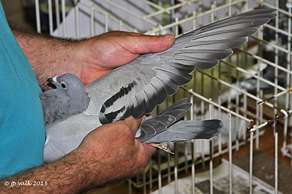 Topduiven, sport- en kunstitems goed voor 81.200 euro