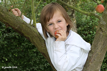 Fruit plukken en proeven in de Keizelboomgaard