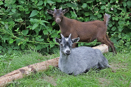 Bezoek de volkstuin “De Hertenweide”