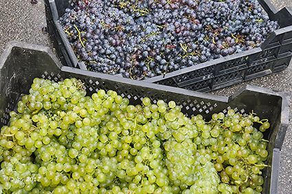 Sapmobiel perst uw fruit tot zuiver sap