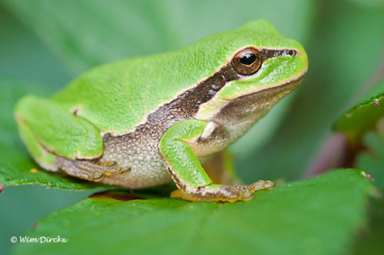 Dringende onderhoudswerken voor baby-boomkikkers